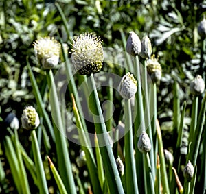 buds of flowering onions in the garden