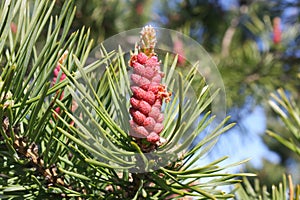 Buds of flowering Siberian pine. Pinus sibirica blossom