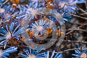 Close up autumm leaves
