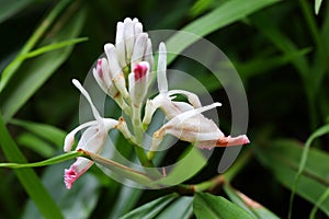 The buds and flowers of Alpinia officinarum photo
