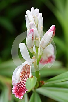 The buds and flowers of Alpinia officinarum photo