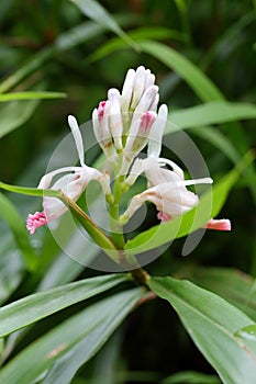 The buds and flowers of Alpinia officinarum photo