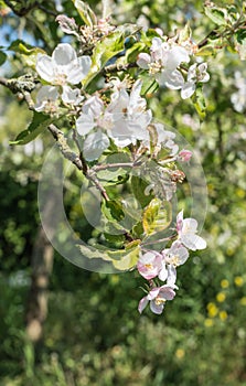 Buds and flowers of an apple tree