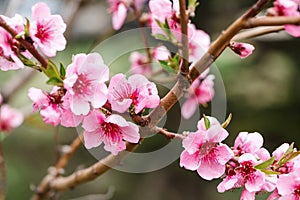 Buds and flowers on a branch of a Japanese cherry tree. Spring blossoms. Nature macro
