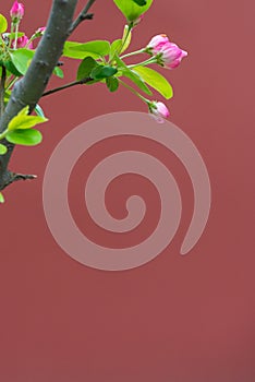 Buds of flowers on a branch in the spring with red background and copy space