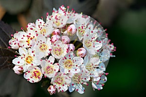 Buds and flowers of Diabolo Ninebark