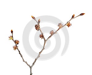 Buds and flowers on elm tree