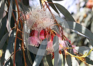 Buds and flowers of Eucalyptus torquata