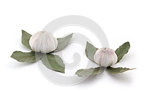 Buds of flowers, from fresh bulbs of garlic and a laurel leaf on a white background