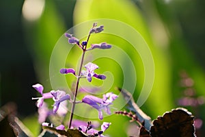 The buds and flowers of Lamiaceae