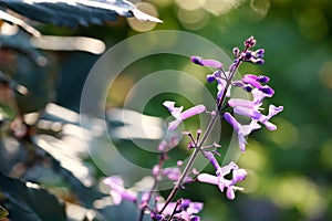 The buds and flowers of Lamiaceae