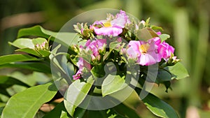 The buds and flowers of Pereskia grandiflolia