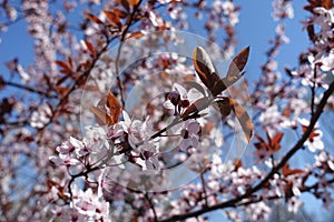 Buds and flowers of purple-leaved prunus pissardii in April