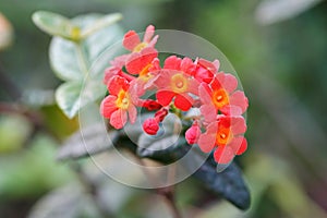 The buds and flowers of Rondeletta odorata