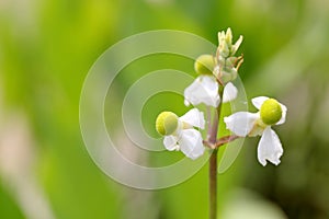 The buds and flowers of Sagittaria trifolia var. sinensis Sims