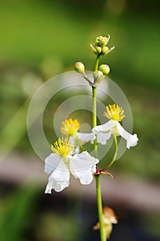 The buds and flowers of Sagittaria trifolia var. sinensis Sims