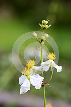 The buds and flowers of Sagittaria trifolia var. sinensis Sims