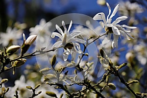 Buds and flowers of white star stellata magnolia tree in the spring garden