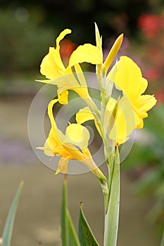 The buds and flowers of yellow Canna indica photo
