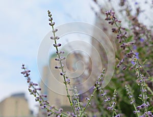 Buds in Focus