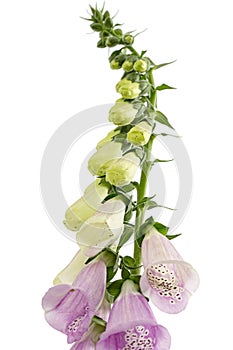 Buds of foxglove closeup, lat. Digitalis, isolated on white background