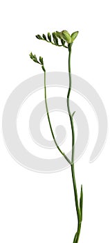 Buds of freesia flower isolated