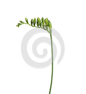 Buds of freesia flower isolated