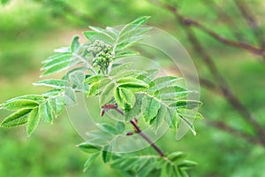 Buds and fresh leaves of rowan in spring