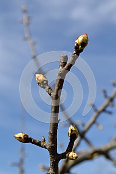 Buds of a fruit tree