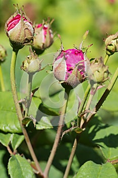 Buds of the Gallic rose, on a natural green background