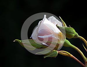 Buds of gentle pink rose that grows in the garden