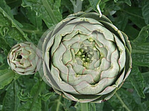 Buds of Globe Artichoke