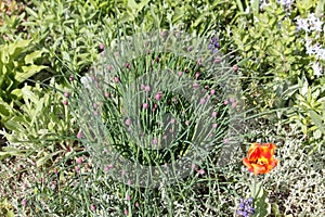 Buds and green leaves of Chives plant Allium schoenoprasum in garden