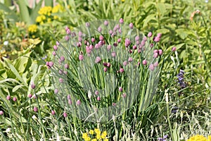 Buds and green leaves of Chives plant Allium schoenoprasum in garden