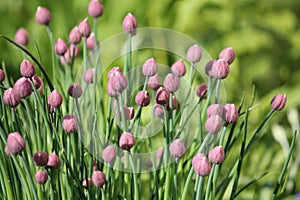 Buds and green leaves of Chives plant Allium schoenoprasum in garden