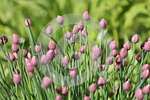 Buds and green leaves of Chives plant Allium schoenoprasum in garden