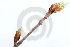 Buds and green spring leafs on the twig rowan berry.