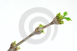 Buds and green spring leafs on the twig rowan tree.