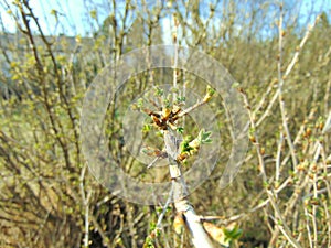 Buds growing on trees in spring