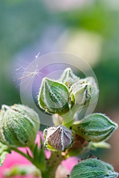 Buds Hibiscus at Rama IX Park Bangkok, Thailand