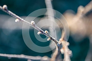 Buds with hoarfrost