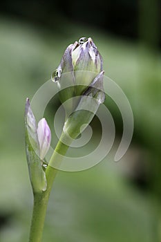 The buds of Hosta, macro photography