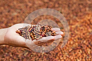 Buds in human palm on drying clove spices background
