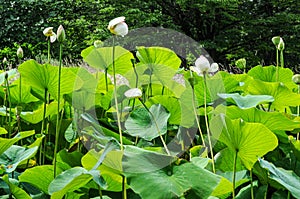 Buds of Indian lotus, nelumbo nucifera nelumbonaceae