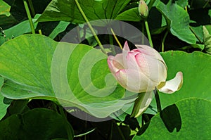 Buds of Indian lotus, nelumbo nucifera nelumbonaceae