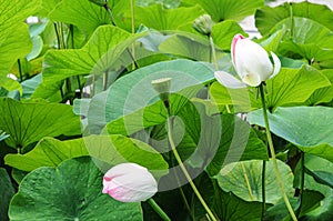 Buds of Indian lotus, nelumbo nucifera nelumbonaceae