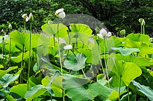 Buds of Indian lotus, nelumbo nucifera nelumbonaceae photo