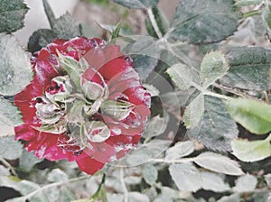 Buds inside frost flower