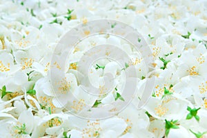 Buds of jasmine background
