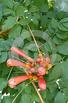 Buds in the leafage of Campsis